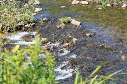 Creek in the summer