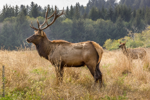 Two elks in the wilderness