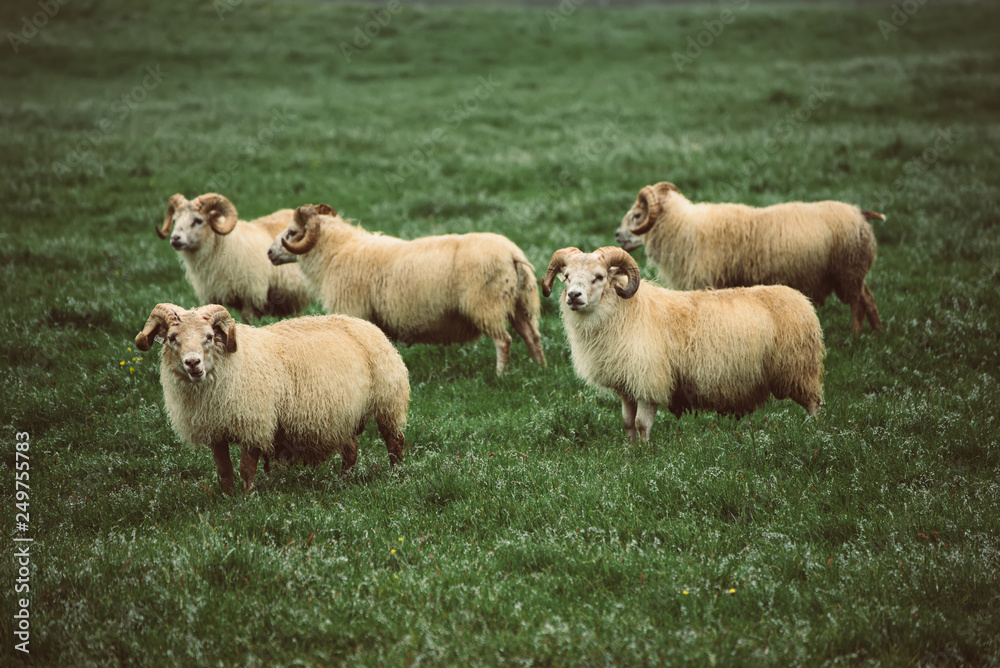 Fototapeta premium Sheep grazing in Iceland