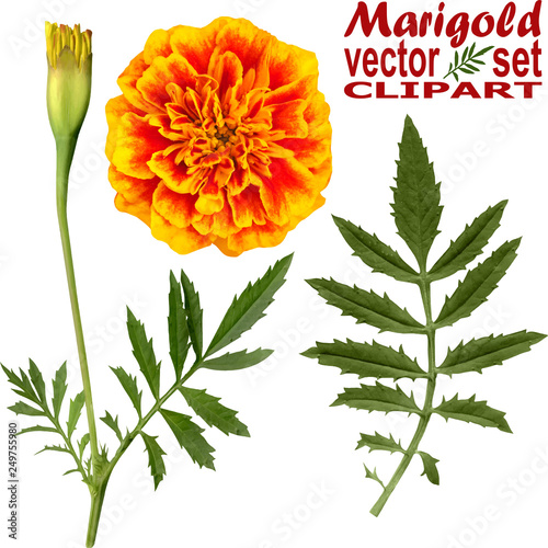 marigold vector set