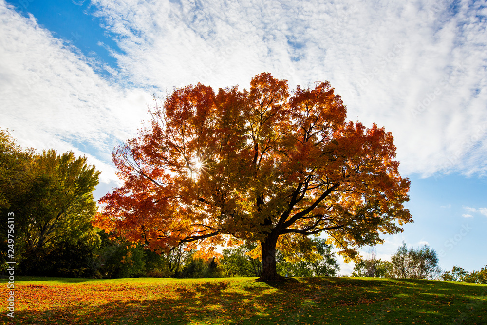 Acer saccharum, the sugar maple or rock maple in autumn