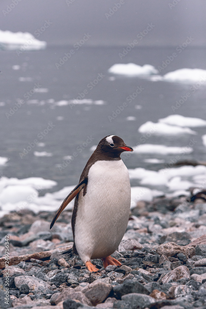 Fototapeta premium Antartica Expedition