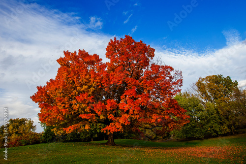 Photographie Acer saccharum, the sugar maple or rock maple in autumn