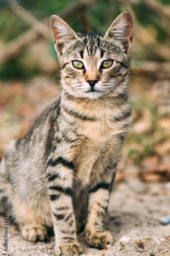 beautiful wild tabby cat  portrait of a cat in the wild