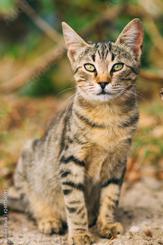 beautiful wild tabby cat, portrait of a cat in the wild © demzp