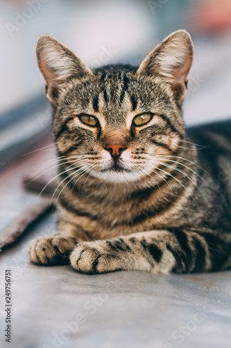 portrait of striped cat, beautiful cat close - up, wild cat © demzp