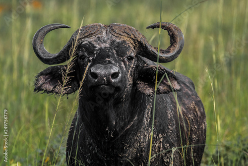 Cape buffalo in Murchison Falls National Park Uganda Africa