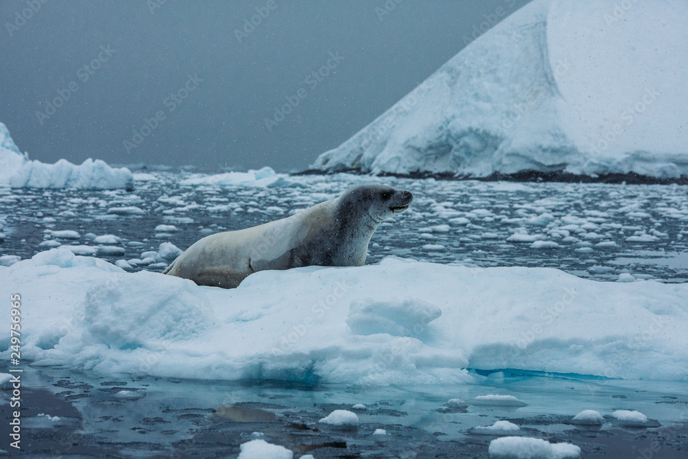 Fototapeta premium Antartica Expedition