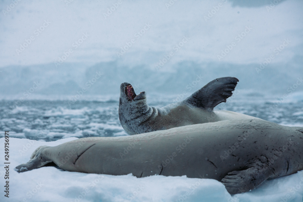 Fototapeta premium Antartica Expedition
