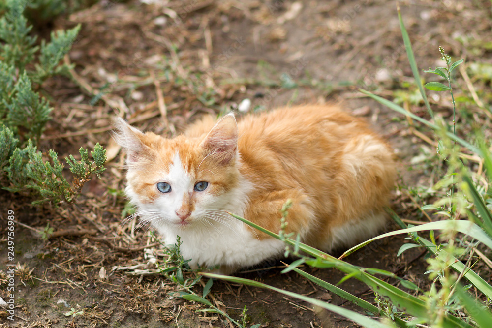 beautiful red kitten sit on the street, white-red cat in nature