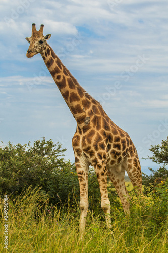 Wild giraffes in Uganda Africa