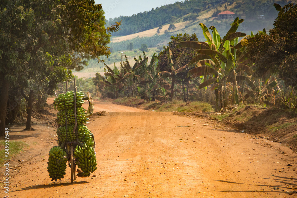 Ταπετσαρία Bicycle of bananas on Uganda road Africa