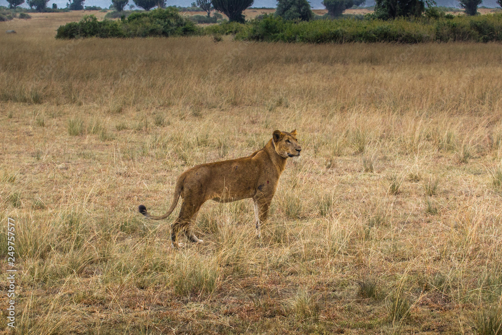 Wild lion in Queen Elizabeth National Park Uganda Wild lion in Queen Elizabeth National Park Uganda