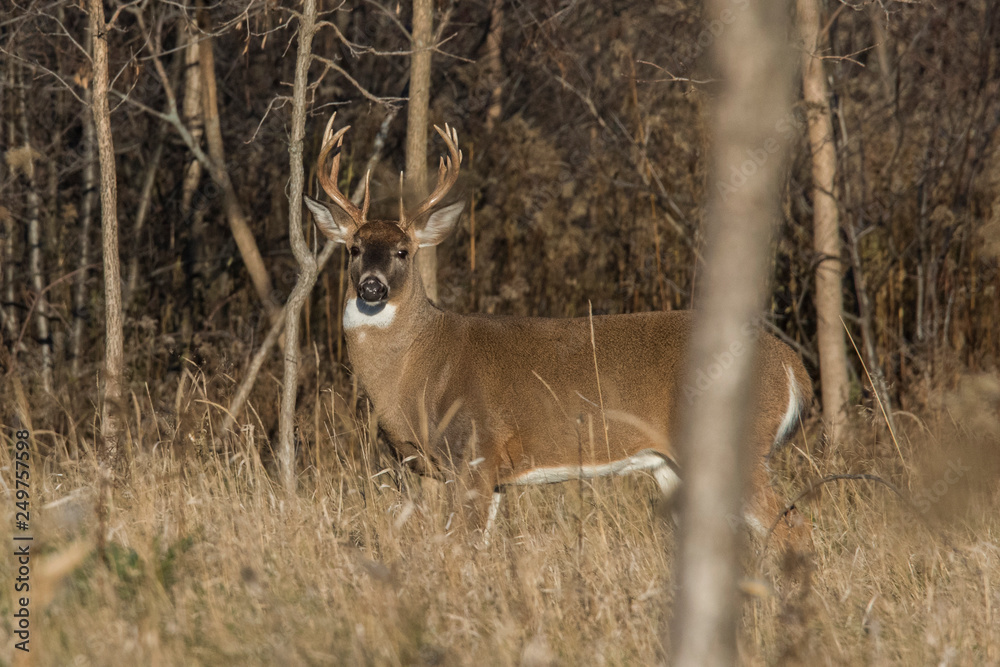 Fototapeta premium white tailed deer buck in autumn