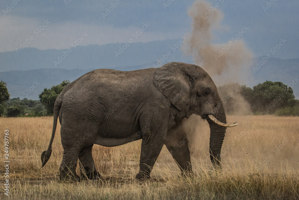 Wild male elephant dusting himself in Queen Elizabeth National Park Uganda