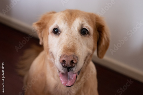 golden retriever