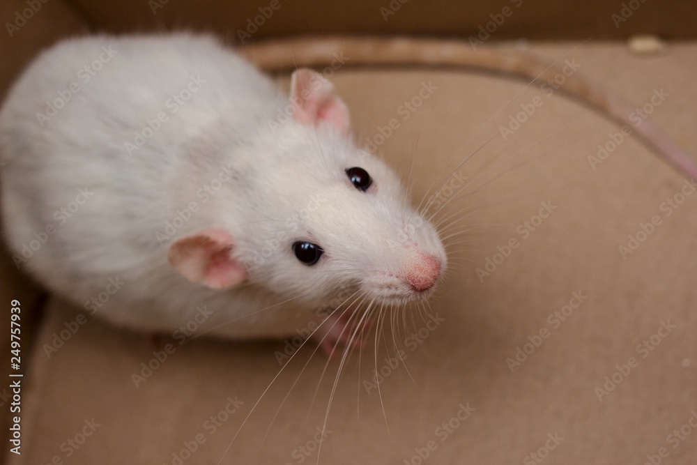 White dumbo rat first day at home. Domestic rat pet. White dumbo rat first day at home. Domestic rat pet.