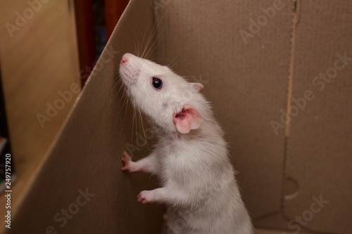 White dumbo rat first day at home. Domestic rat pet trying to escape from a box. photo