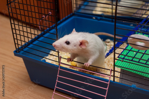 Pet rat looking out from an open cage. White domestic dumbo rat. Taking care of domestic rats, equipment and accessories for rats concept. Freedom and escape concept photo