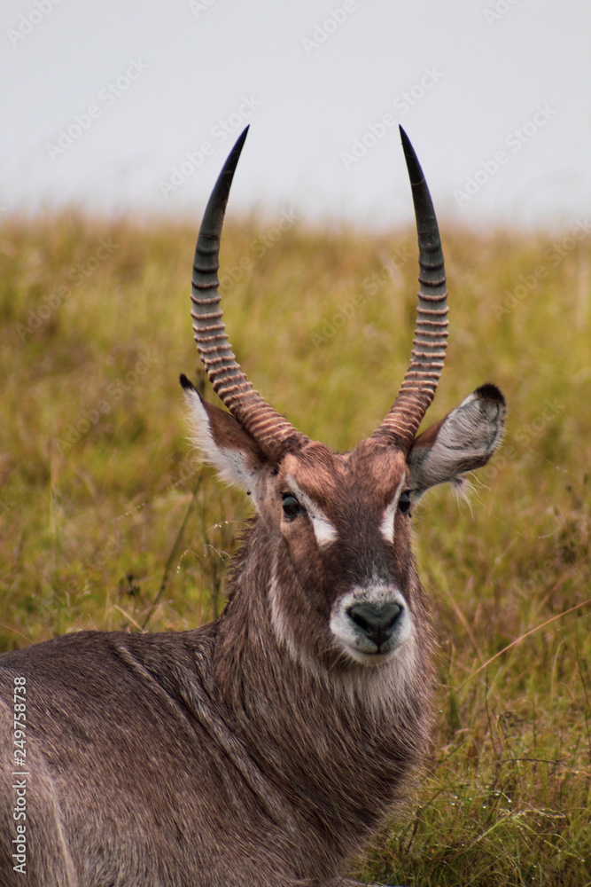 Fototapeta premium Beautiful and proud male waterbuck with big antlers in african bush