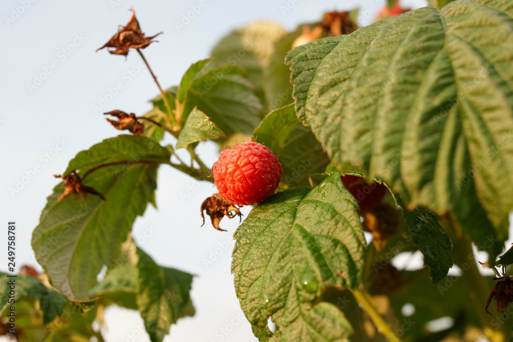 Branch of raspberry on bush with red ripe and unripe berries, copy space Branch of raspberry on bush with red ripe and unripe berries, copy space