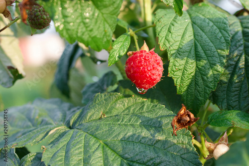 Branch of raspberry on bush with red ripe and unripe berries, copy space