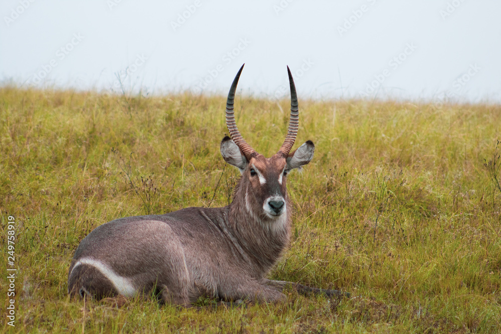 Beautiful and proud male waterbuck with big antlers in african bush Beautiful and proud male waterbuck with big antlers in african bush