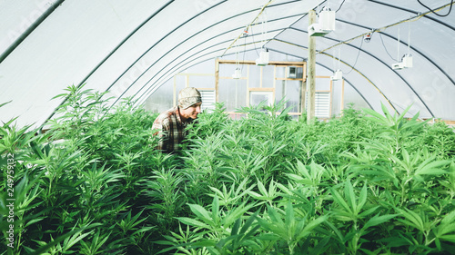 Farmer tending his crop of hemp plants.