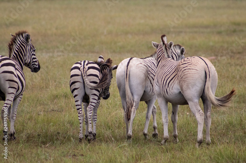 Zebras in the african bush  safari photography