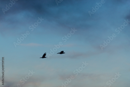 birds in flight