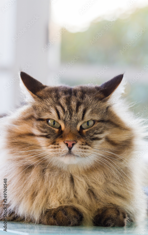 Obraz premium Beauty cat with long hair outdoor. Siberian tabby pet of livestock, hypoallergenic animal