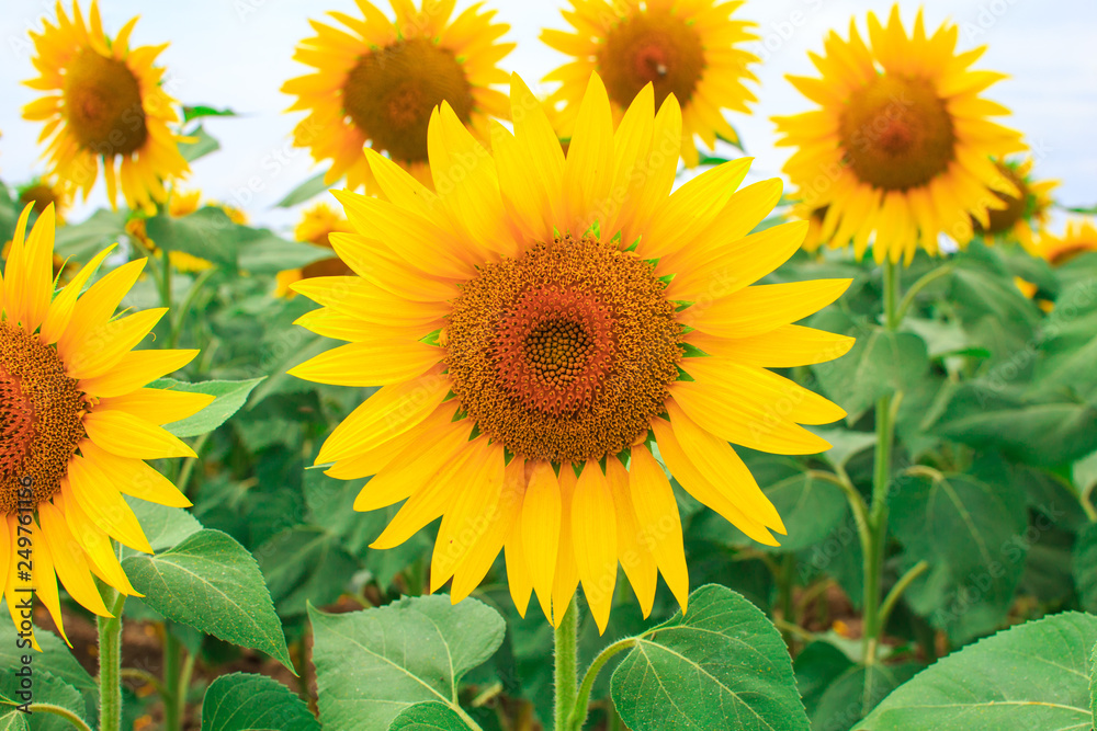 Obraz premium Close-up of sunflower on the field of blooming sunflowers.