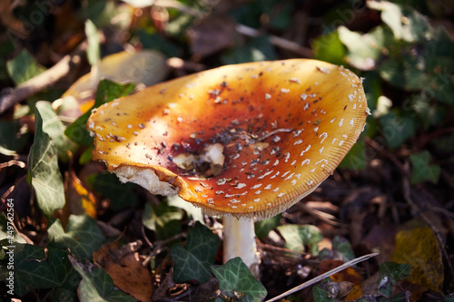 Champignon variété russule .