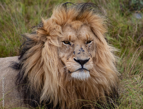 Fototapeta Naklejka Na Ścianę i Meble -  The lion king: beautiful male lion, close up of head and mane