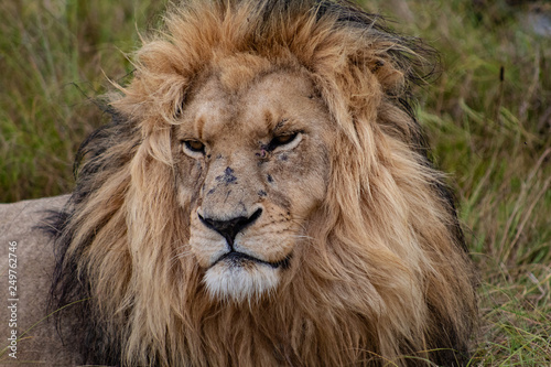 The lion king: beautiful male lion, close up of head and mane