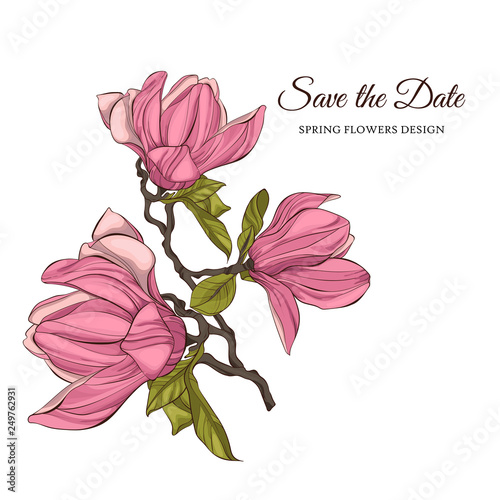 Magnolia flowers. Vector illustration.