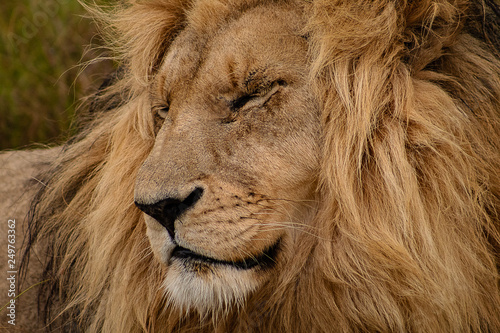 The lion king  profile portrait of head and flowing mane