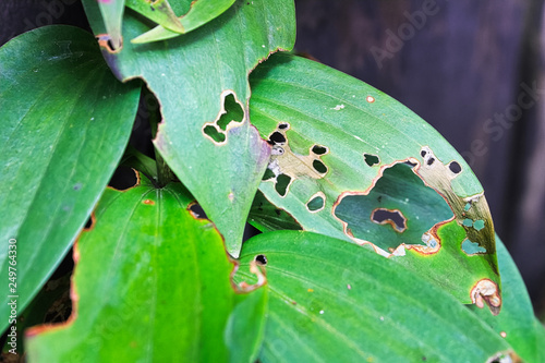 Foto Closeup of lily leaves that have been eaten by insects