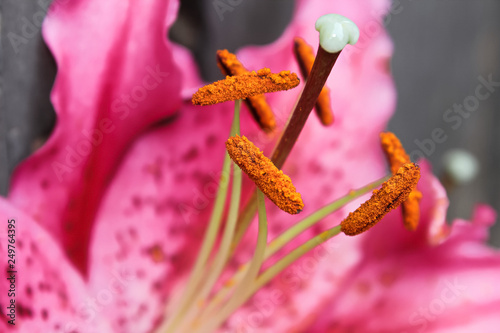 Macro view of lily stamens and stigma