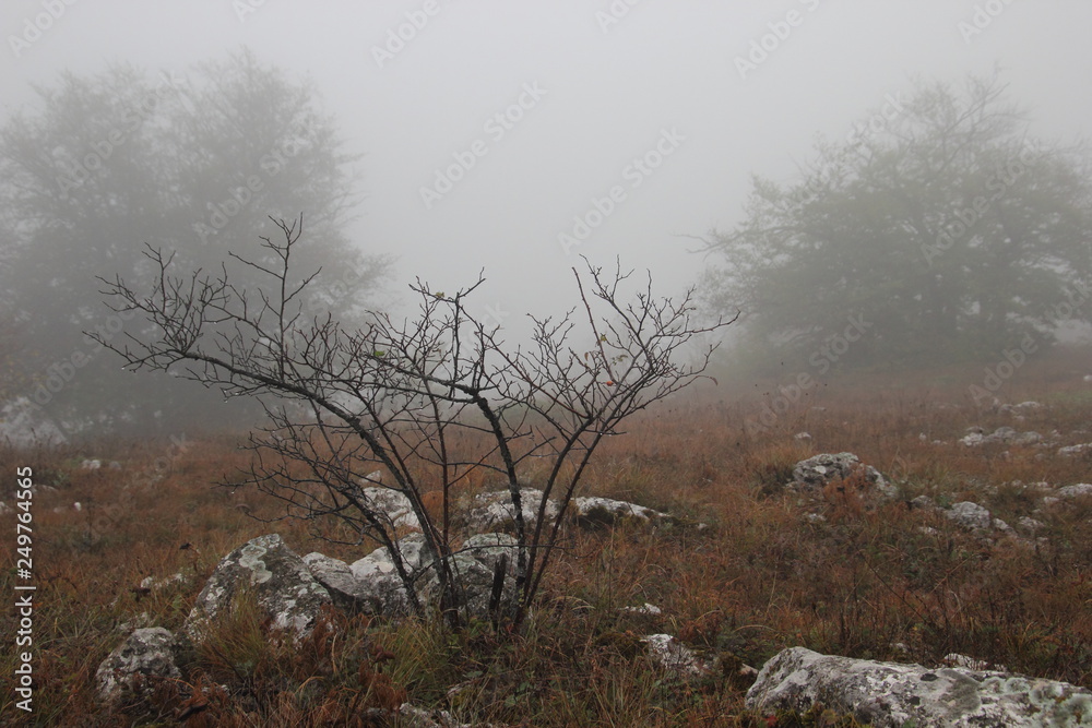 tree in the fog