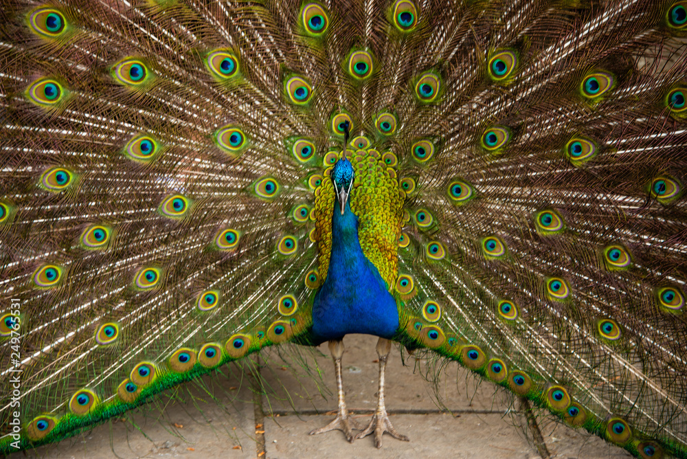 Obraz premium Peacock in full display