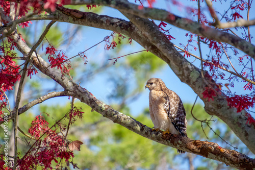 Red-shouldered Hawk looking fluffy