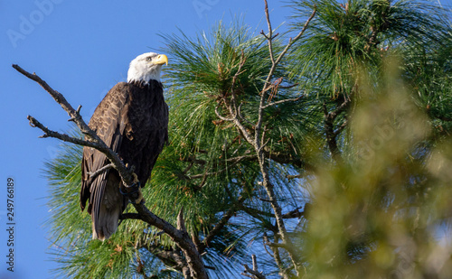Bald Eagle watches majestically