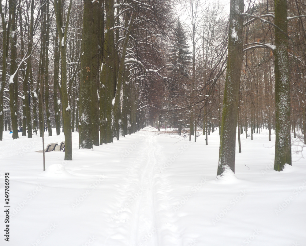 Ski track in forest.