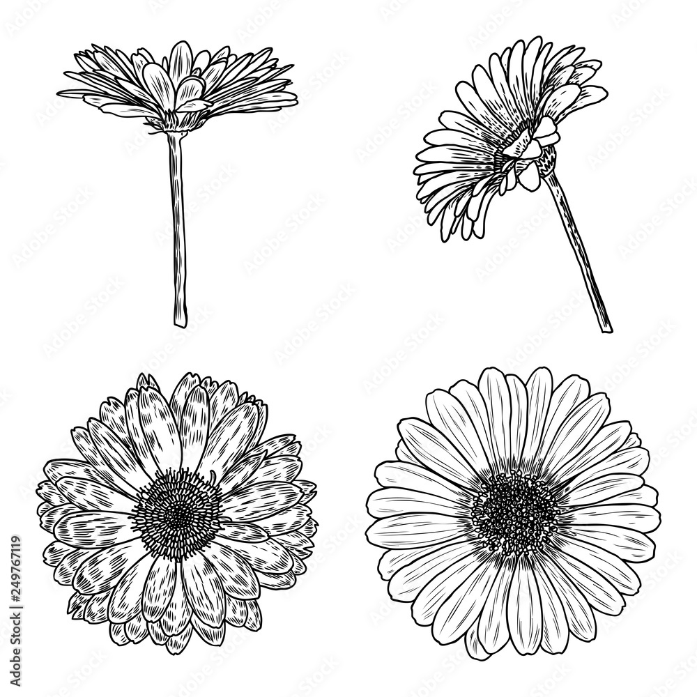Daisy floral botany collection sketch. Daisy flower drawings. Black and ...