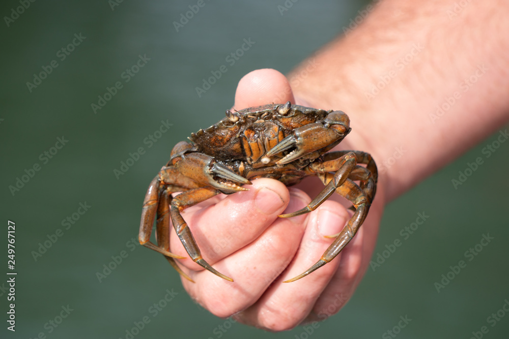 crab in hand