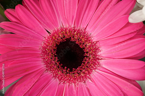 Pink Flower Macro