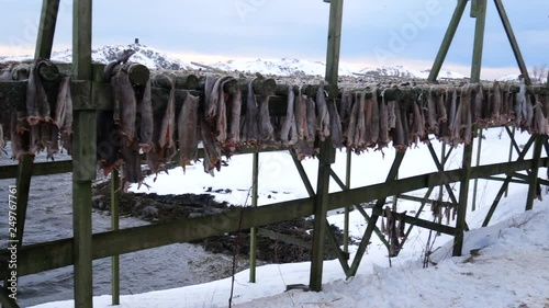 processing of stockfish, cod hanging to dry, Henningsvaer, Lofoten Islands, Norway
