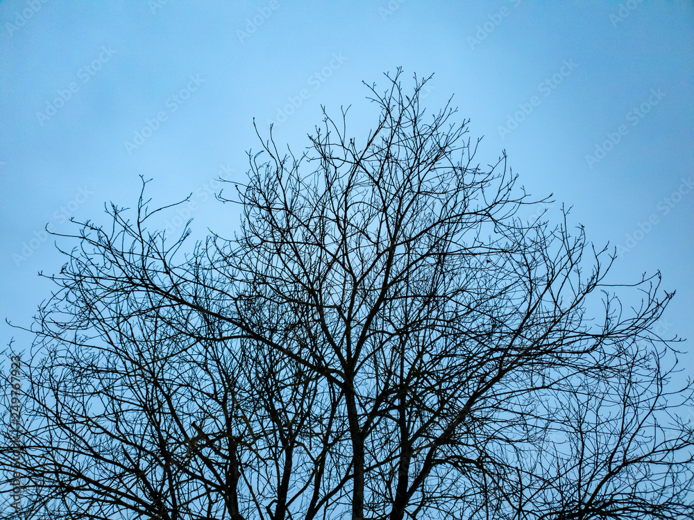 Trees in the forest in winter. Twigs of trees close-up at dusk. Trees in the evening. Trees in the forest in winter. Twigs of trees close-up at dusk. Trees in the evening.