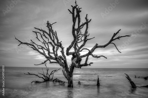 Oak in the ocean